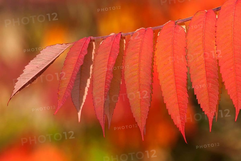 Staghorn Sumac (Rhus typhina)