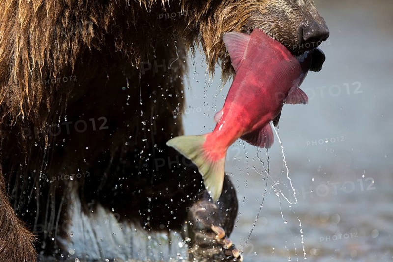 Brown bear (Ursus arctos)