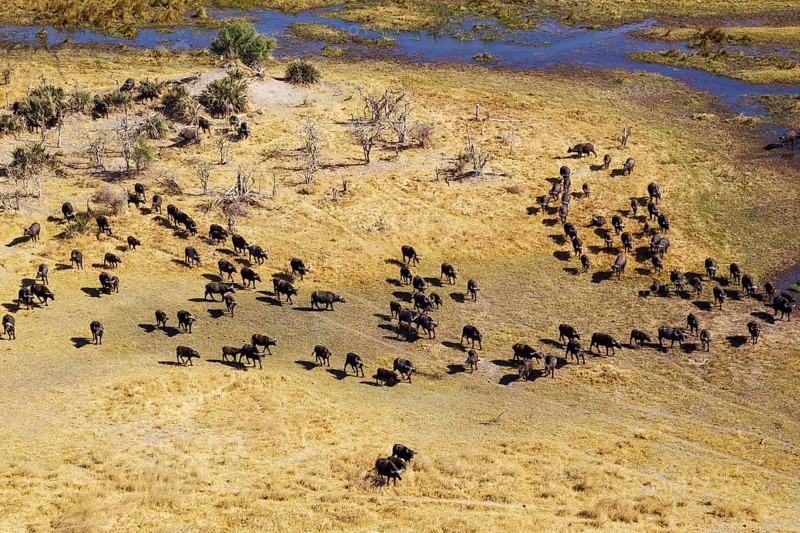 Cape Buffaloes (Syncerus caffer caffer)