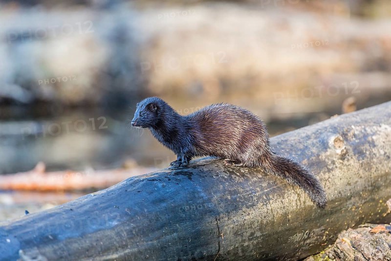 American mink (Neovison vison)