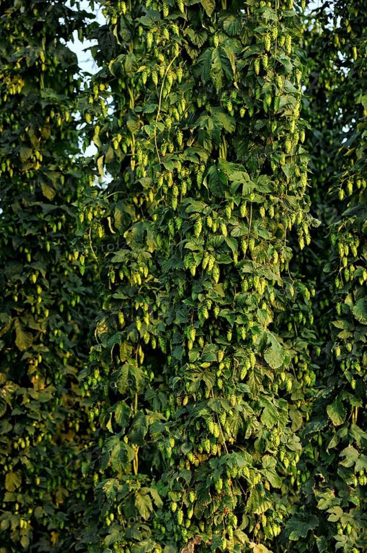 Hop plants (Humulus lupulus)