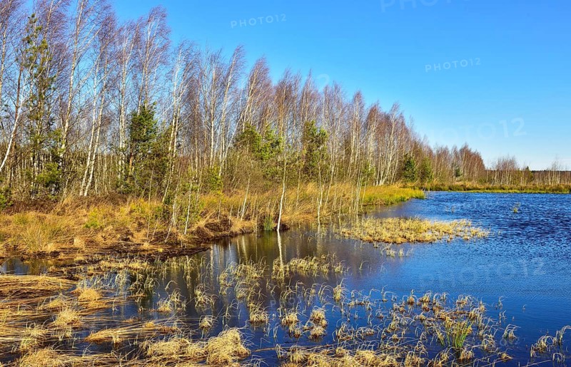 Waterlogged peat cutting area with a Birch grove (Betula pubescens)