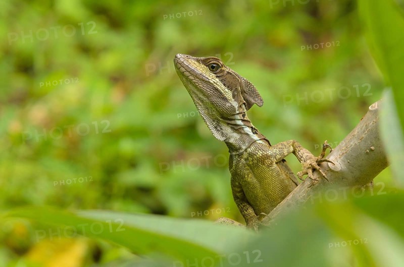 Basilisk Lizard (Basiliscus basiliscus)