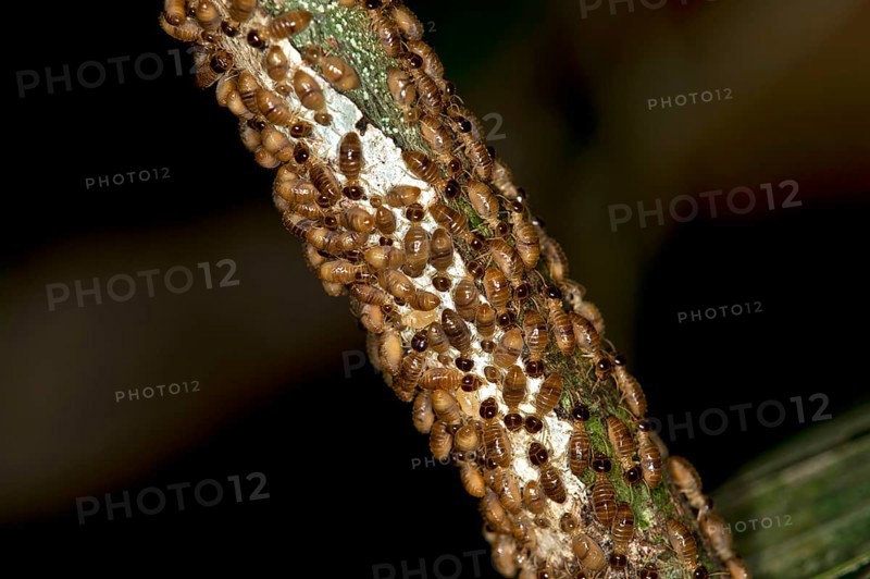 Rhinotermitidae termites (Rhinotermitidae)