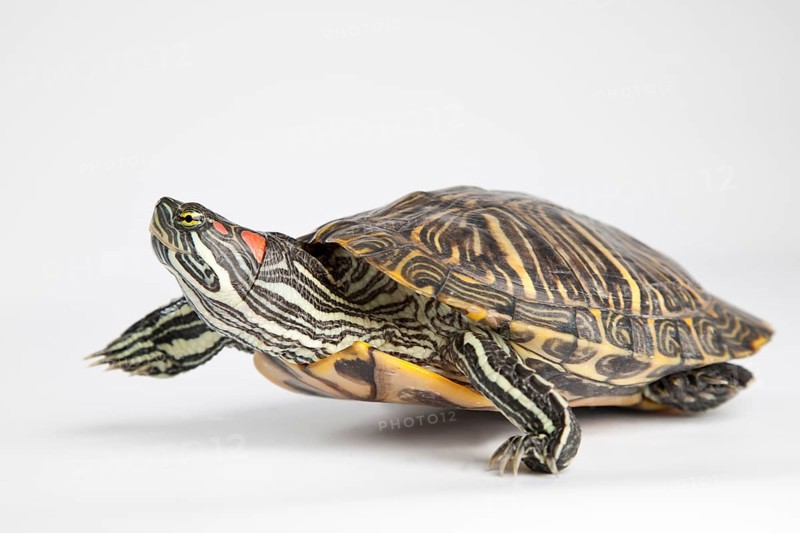 Red-eared slider (Trachemys scripta elegans)