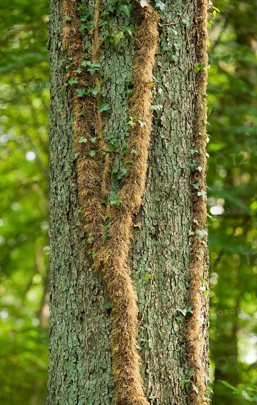 Adventitious roots of Ivy (Hedera helix) on a Pedunculate Oak (Quercus robur)