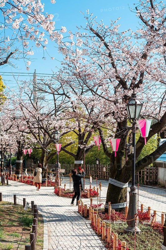 Hanging lanterns for the Hanami Festival