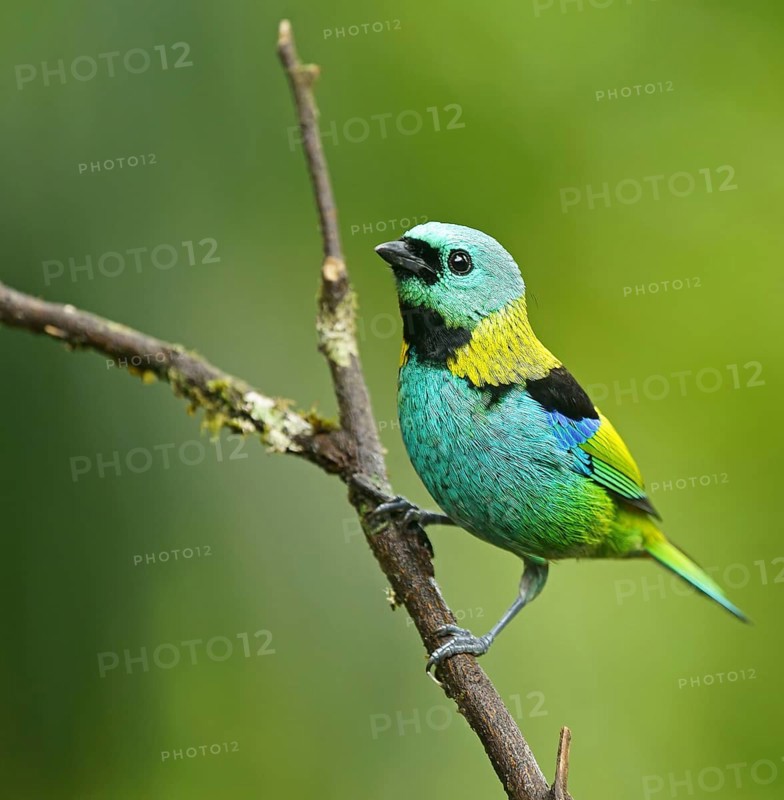 Three-coloured Tanager (Tangara seledon) sits on a branch