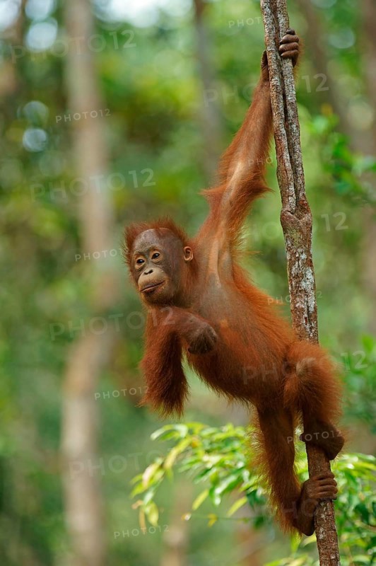 Bornean Orangutan (Pongo pygmaeus)