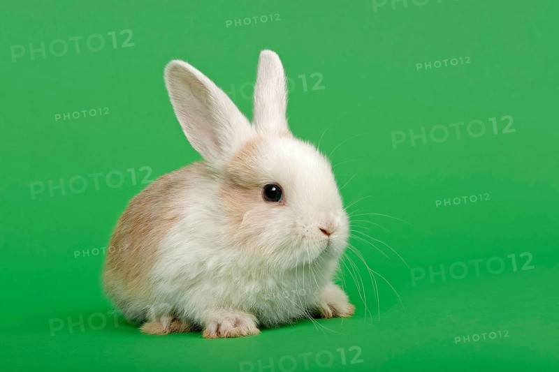Dutch rabbit