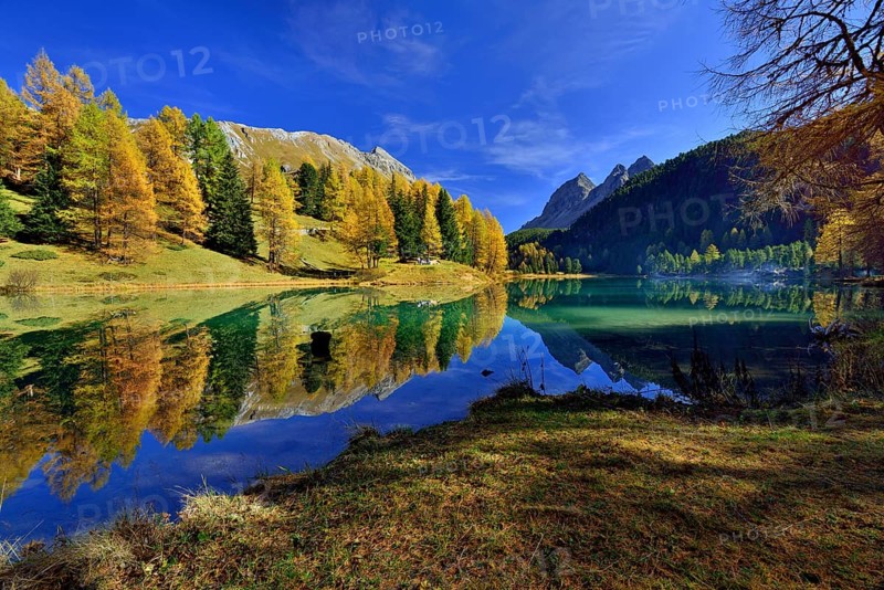Autumnally coloured larch trees reflected in lake Lei da Palpuogna
