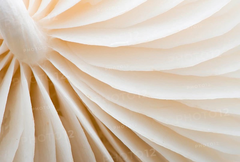 Porcelain Fungus (Oudemansiella mucida)