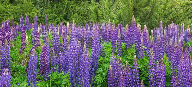 Lupines (Lupinus sp.)