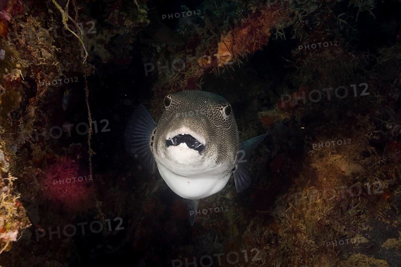 Starry Puffer