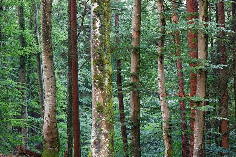 Mixed forest