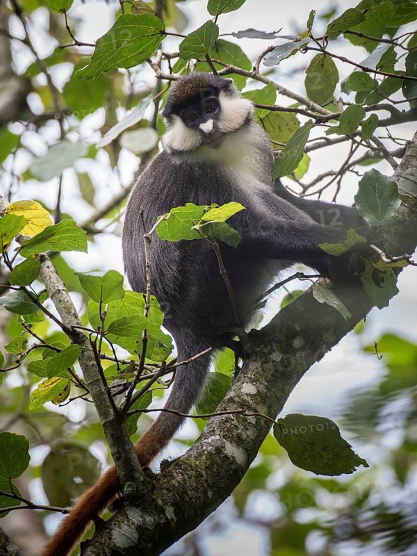 Red-tailed Monkey (Cercopithecus ascanius)