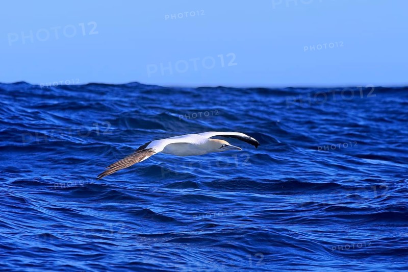 Cape Gannet (Morus capensis)