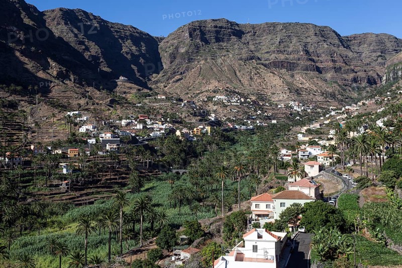 Canary Island Date Palms (Phoenix canariensis)