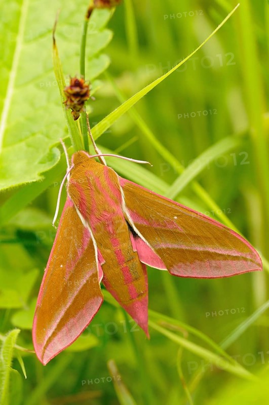 Elephant Hawk-moth (Deilephila elpenor)