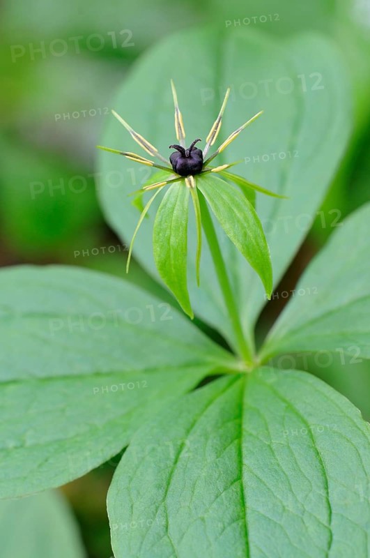 Herb Paris (Paris quadrifolia)