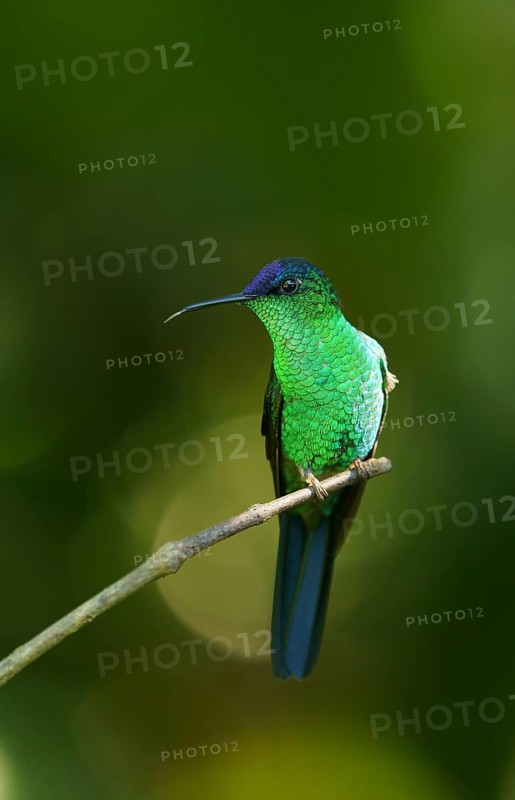 Violet-capped woodnymph (Thalurania glaucopis) on branch