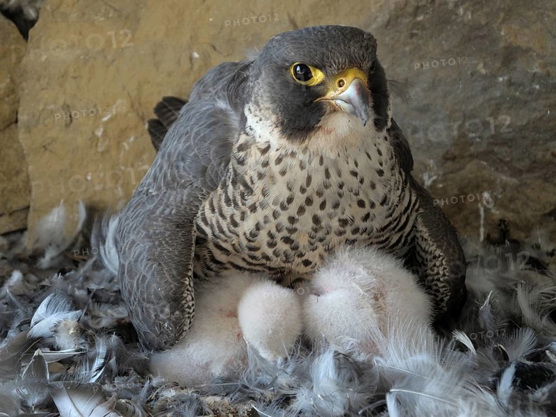Peregrine Falcon (Falco peregrinus)