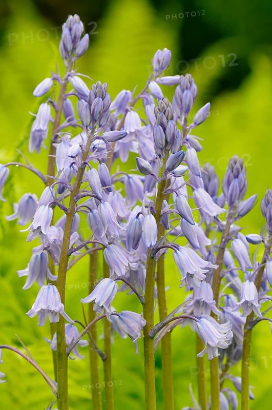 Spanish bluebell (Hyacinthoides hispanica) cultivar