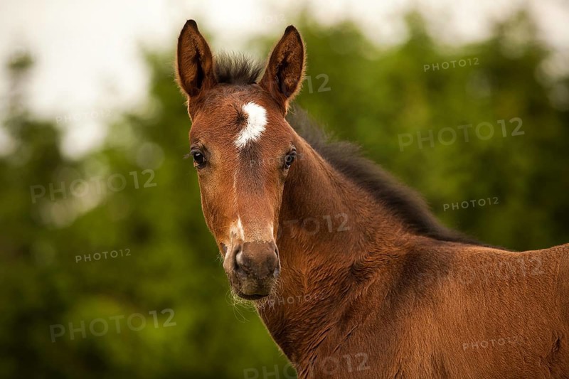Brown foal