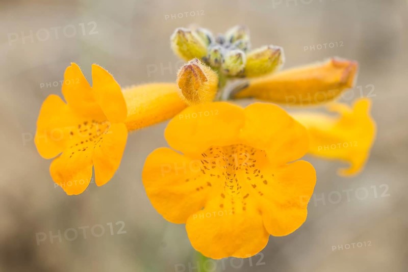 Flower of a Argylia radiata