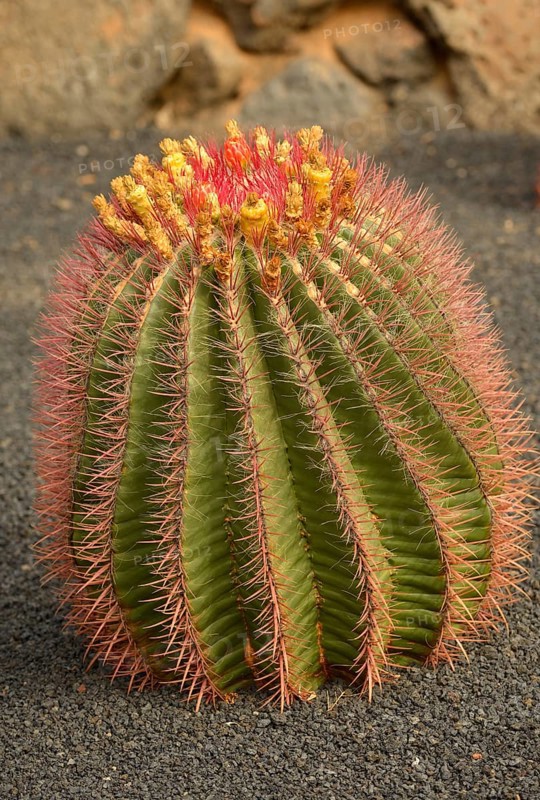 Cactus Ferocactus stainesii var. pilosus (Ferocactus stainesii var. pilosus)
