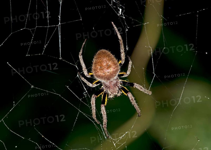 Orb weaver (Eriophora ravilla)