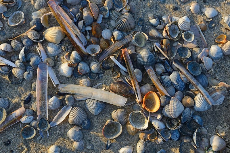 Common Cockle (Cerastoderma edule) and Common Razor Shell (Ensis ensis)