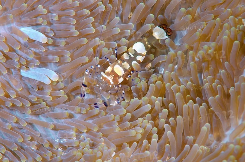 Glass Anemone Shrimp (Periclimenes brevicarpalis)