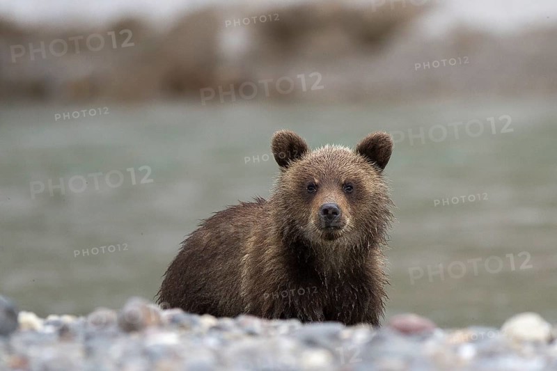 Brown bear (Ursus arctos)