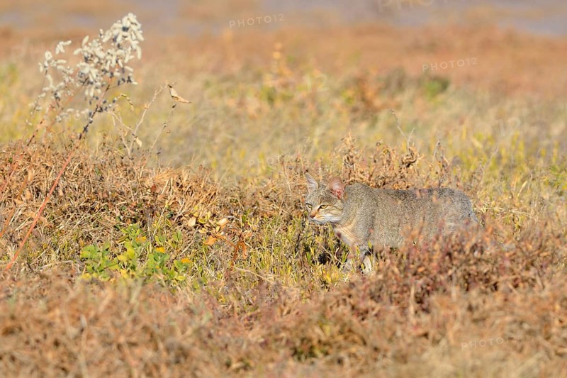African Wildcat (Felis silvestris lybica)
