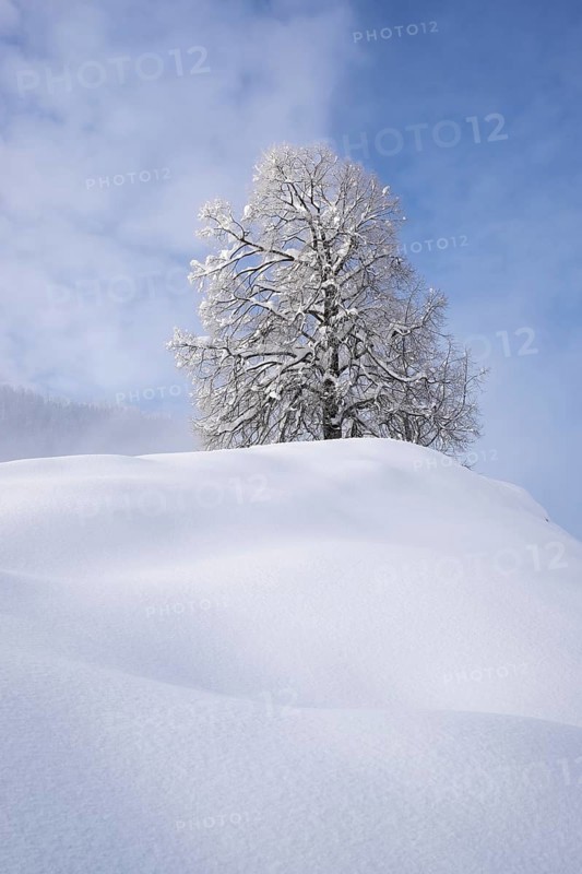 Snow covered trees