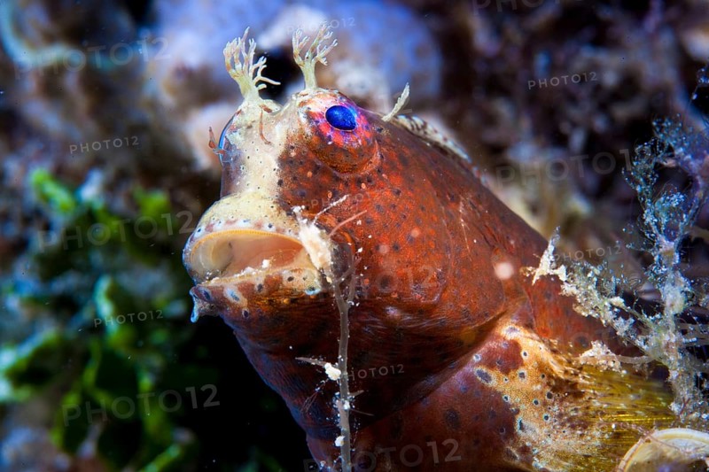 Obscure Blenny (Salarias obscurus)
