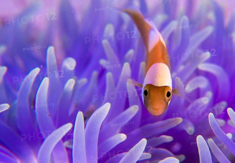 Young Saddleback Clownfish (Amphiprion polymnus)
