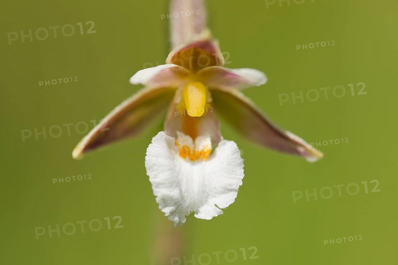 Marsh Helleborine (Epipactis palustris)