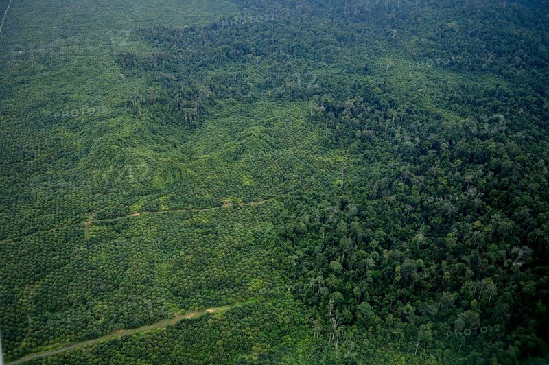 Plantation of oil palms (Elaeis guineensis) for the production of palm oil in the rainforest