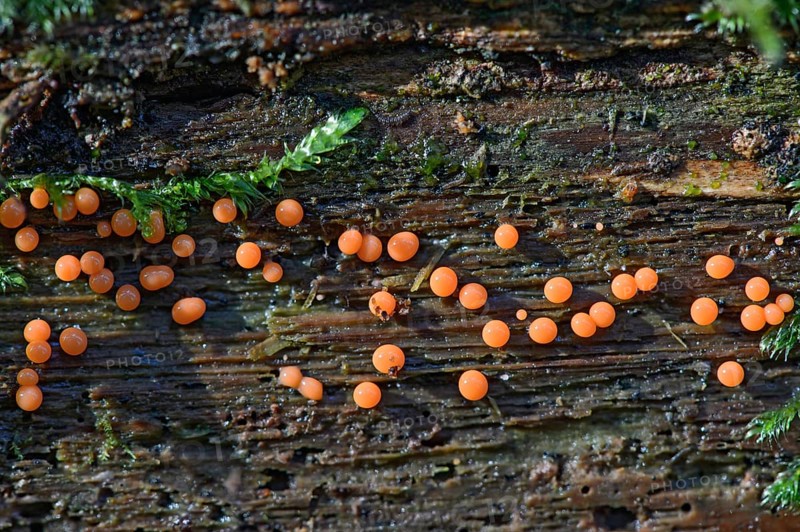 Trichia decipiens slime mold