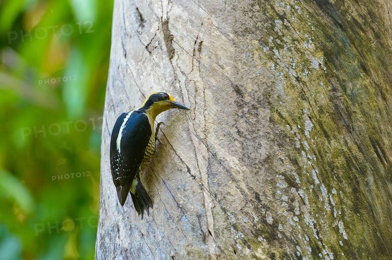 Golden-naped Woodpecker (Melanerpes chrysauchen) working on a tree