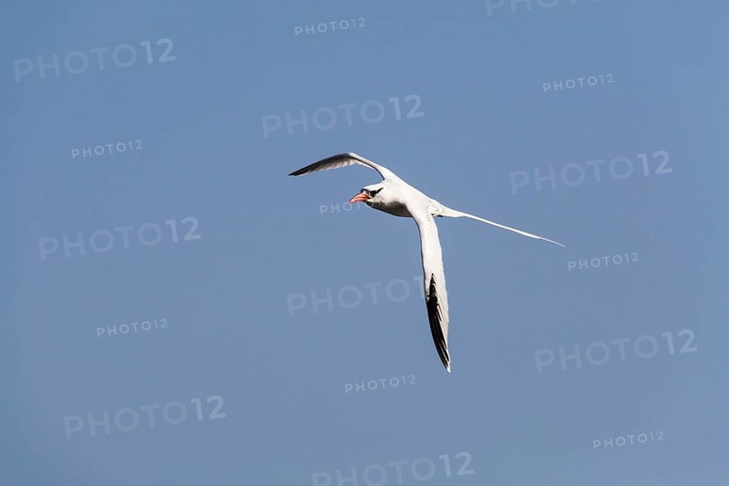 Red-billed Tropic Bird (Phaethon aethereus)