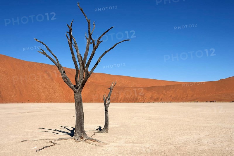 Dead Camel thorn trees (Vachellia erioloba)