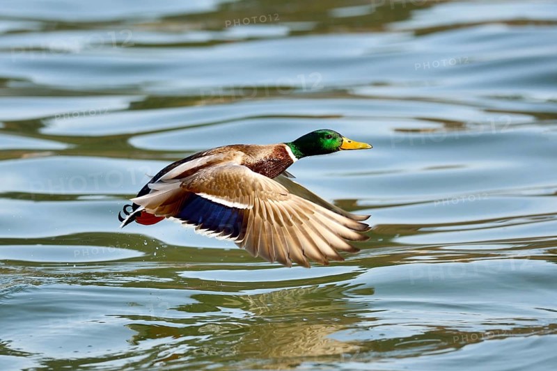 Mallard (Anas platyrhynchos)