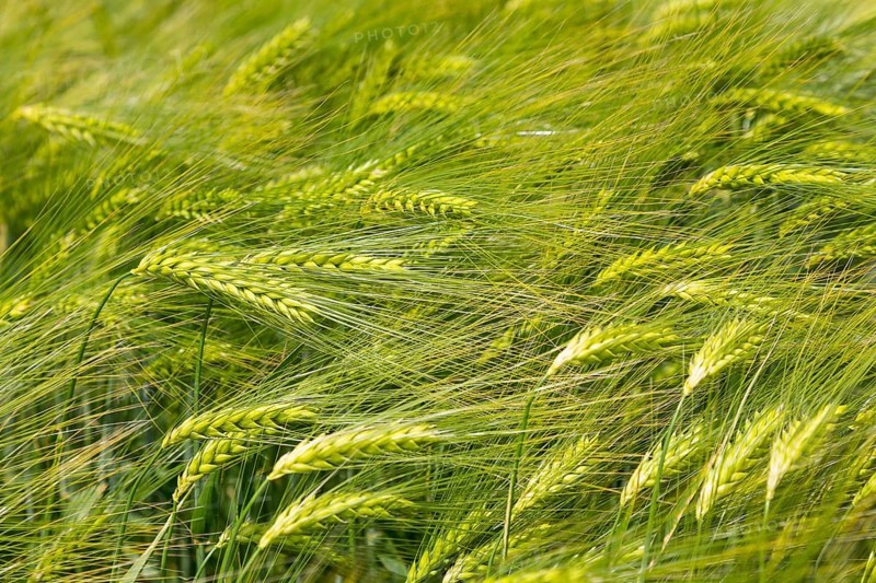 Barley (Hordeum vulgare)