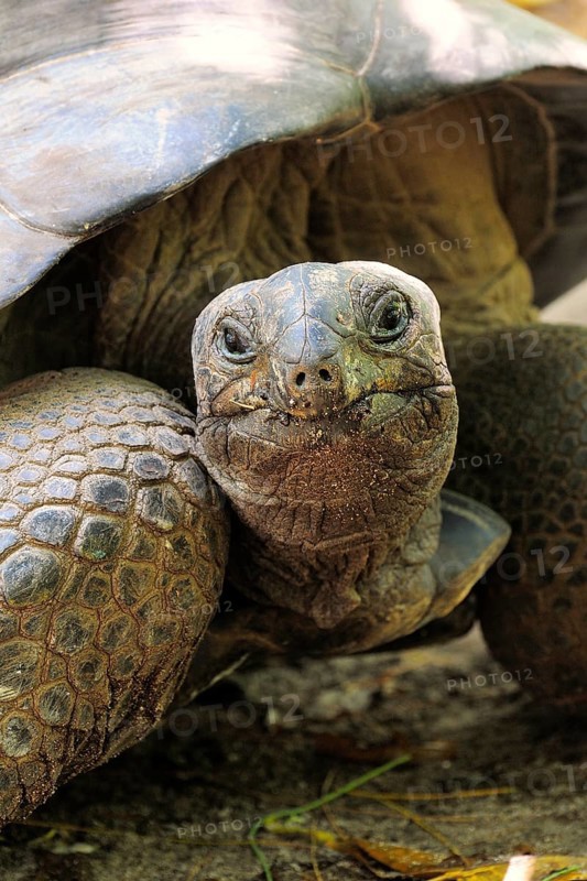 Aldabra Giant Tortoise (Aldabrachelys gigantea)