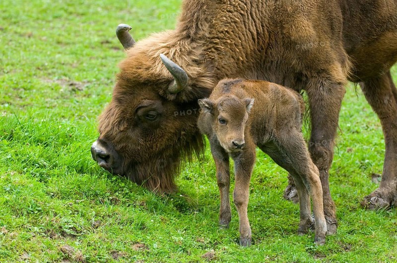 Bison