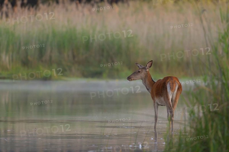 Red deer cow (Cervus elaphus)