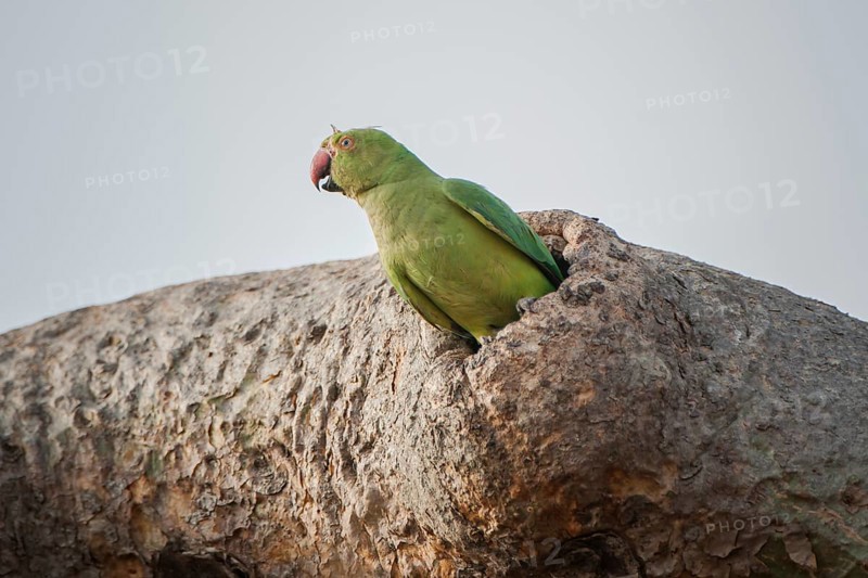 Rose-ringed parakeet (Psittacula krameri manillensis) in a tree-hole
